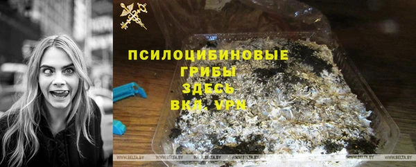 стаф Алзамай